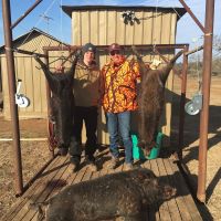 Texas Hill Country Hog Hunting Hunts