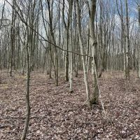 Heyer Rd. Somerset County - 49 acres images 2