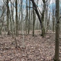 Heyer Rd. Somerset County - 49 acres images 4