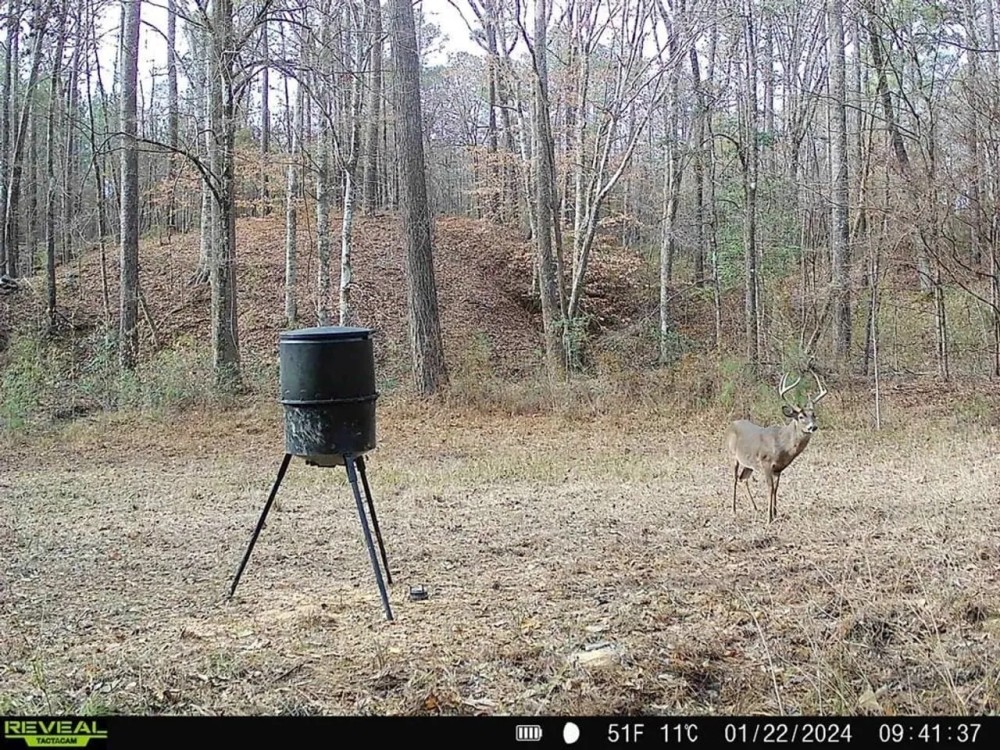Wilkinson County Land for Sale Bordering National Forest featured image