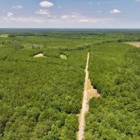 88.74 acre Turn Key Hunting and Investment Land For Sale in Washington County NC images 5