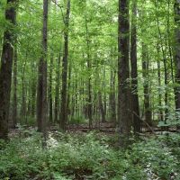 Jackson Hill Gem images 5