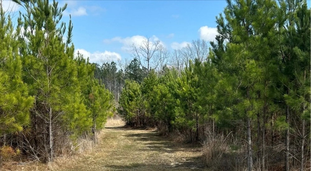 165 Acres in Scott County in Forest MS featured image