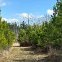 165 Acres in Scott County in Forest MS