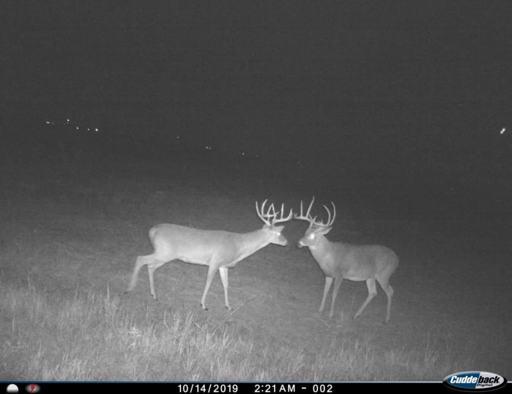 RS 56686 - 101 acres FM 367 Electra TX 76360 featured image