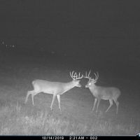 RS 56686 - 101 acres FM 367 Electra TX 76360