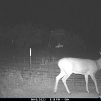 RS 56686 - 101 acres FM 367 Electra TX 76360 images 5