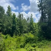 60 acres - Timber Hunting images 3