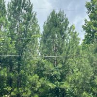 60 acres - Timber Hunting images 4
