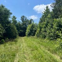 60 acres - Timber Hunting images 5