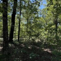 TBD Centerwood Blossom TX images 3