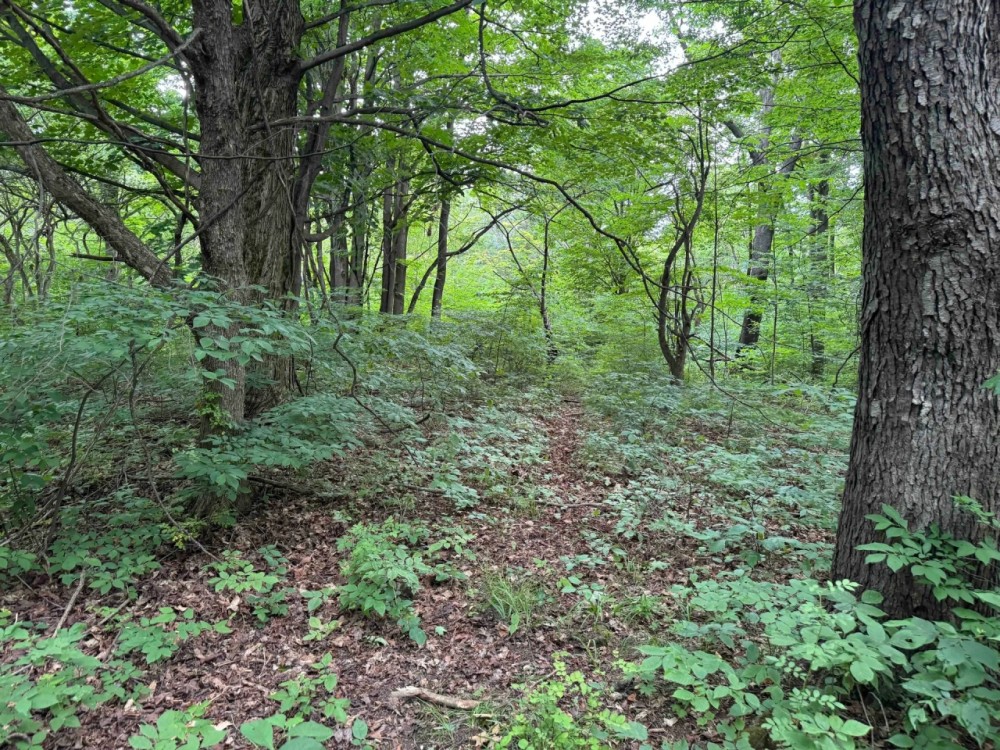 30 acres Recreational Land and Hunting Land in Ripley NY Johnson Rd featured image