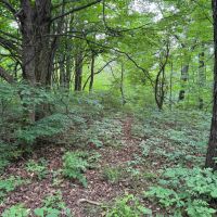 30 acres Recreational Land and Hunting Land in Ripley NY Johnson Rd