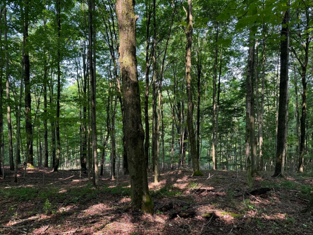 11 acre Hunting Land Near State Land Lincklaen NY featured image
