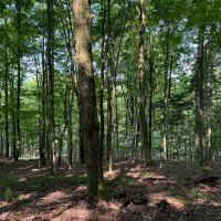 11 acre Hunting Land Near State Land Lincklaen NY