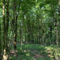 11 acre Hunting Land Near State Land Lincklaen NY images 2