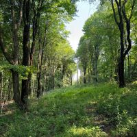 11 acre Hunting Land Near State Land Lincklaen NY images 3