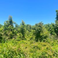LA - Madison 212 acres - images 2
