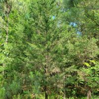 TBD Farm Road 1159 images 2