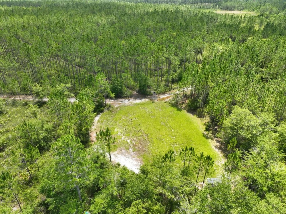 120 - Acres Recreational Timberland for Sale in Charlton County GA featured image