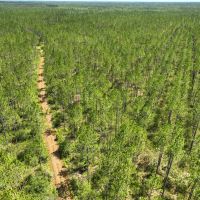 120 - Acres Recreational Timberland for Sale in Charlton County GA images 2