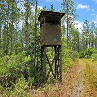 120 - Acres Recreational Timberland for Sale in Charlton County GA images 3