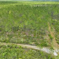 120 - Acres Recreational Timberland for Sale in Charlton County GA images 4