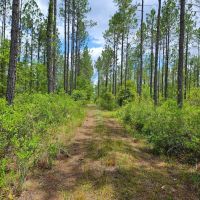 120 - Acres Recreational Timberland for Sale in Charlton County GA images 5