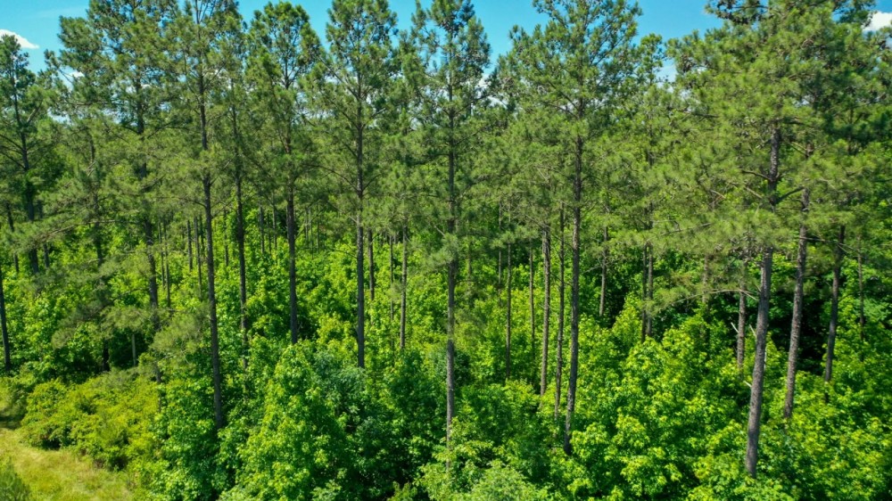 Hancock County Pines featured image