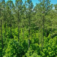Hancock County Pines