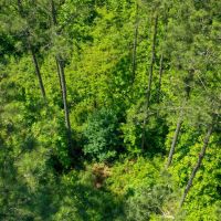 Hancock County Pines images 4