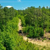 Hancock County Pines images 5