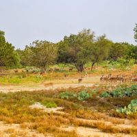 High Fence Game Ranch With Private Landing Strip images 2