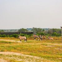 High Fence Game Ranch With Private Landing Strip images 5