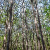 Tickfaw River Frontage amp Hunting images 4