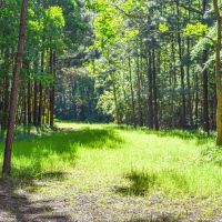 Tickfaw River Frontage amp Hunting images 5