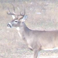 Calf Creek
