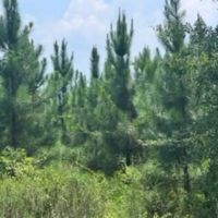 278 ACRES TIMBERLAND BARBOUR CO images 3