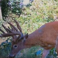Western Jackson County WI 11.77 Timbered Acre images 4