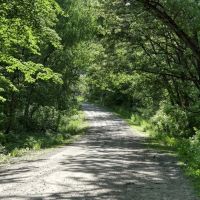 Western Jackson County WI 11.77 Timbered Acre images 5