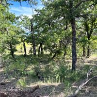 63 - Acres….Excellent Hunting Tank Oaks images 2