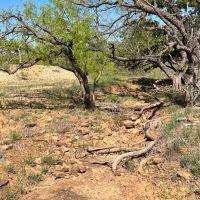 63 - Acres….Excellent Hunting Tank Oaks images 3