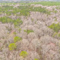 Central MS Hunting and Timber