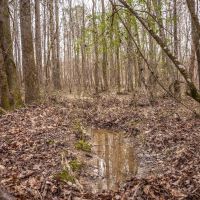 Central MS Hunting and Timber images 2
