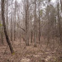 Central MS Hunting and Timber images 3