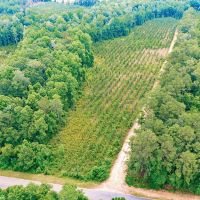 Prime 41-Acre Timberland and Homesite in Telfair County GA images 4