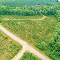 Prime 41-Acre Timberland and Homesite in Telfair County GA images 5
