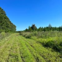 SOLD 237 Black Belt Hunting Tract images 4