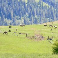 Henry Cattle Ranch images 4