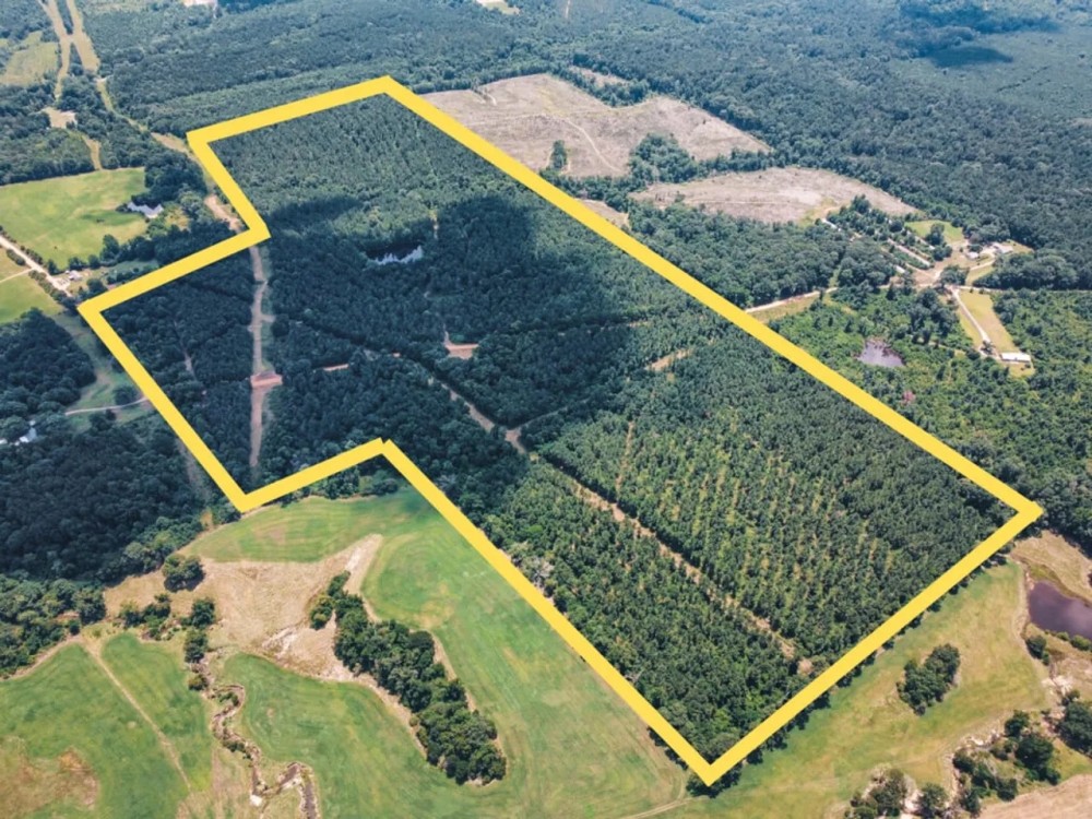 Downsville 135 - Union Parish Timberland for Sale featured image